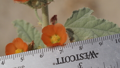 Sphaeralcea orcuttii