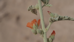 Sphaeralcea orcuttii