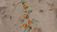 Sphaeralcea orcuttii