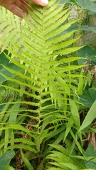 Pelazoneuron puberulum