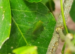 Cuernavaca herbida