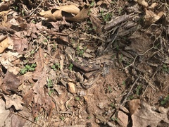 Microstegium vimineum