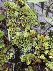 Salvinia molesta