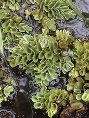 Salvinia molesta