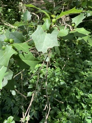 Alchornea ilicifolia