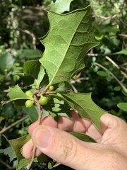 Alchornea ilicifolia