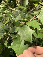 Alchornea ilicifolia