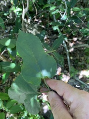 Parsonsia leichhardtii