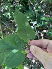 Parsonsia leichhardtii