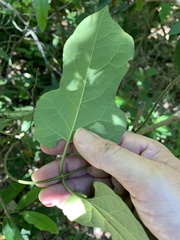 Parsonsia leichhardtii
