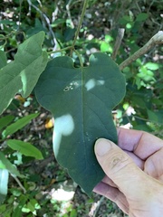 Parsonsia leichhardtii