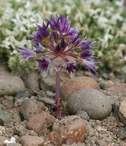 Allium atrorubens var. atrorubens