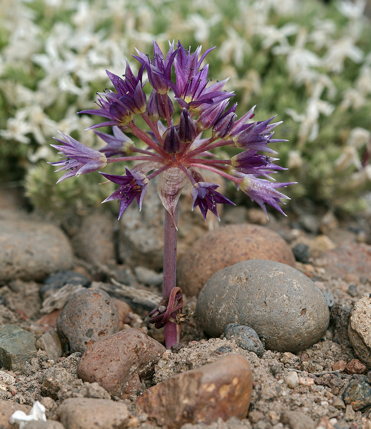 Allium atrorubens var. atrorubens