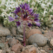 Allium atrorubens atrorubens - Photo (c) Steve Matson, algunos derechos reservados (CC BY-NC), subido por Steve Matson