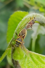 Acinocoris