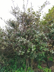 Elaeagnus formosana