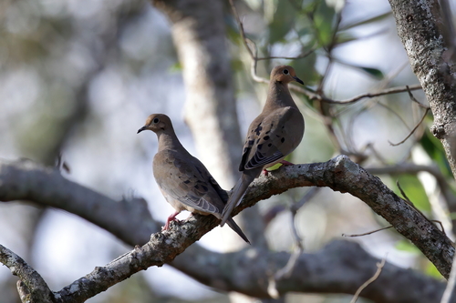 Mourning Dove photographed in Mississippi