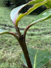 Zinowiewia australis