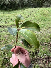 Zinowiewia australis