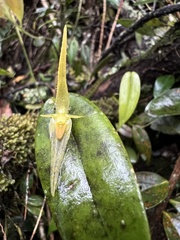 Pleurothallis microcardia