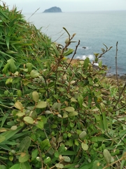 Elaeagnus formosana