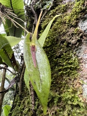 Pleurothallis microcardia