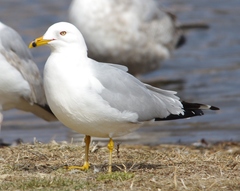 Larus delawarensis