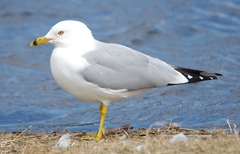 Larus delawarensis