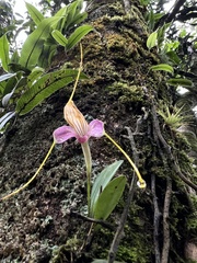 Masdevallia caudata
