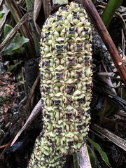 None (Sphaeradenia)