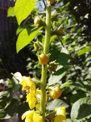Verbascum virgatum