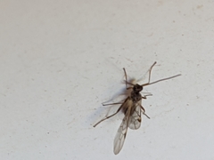 Braconidae