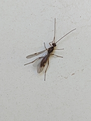 Braconidae