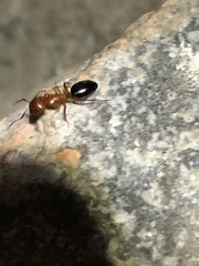 Camponotus sayi