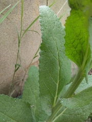 Verbascum virgatum