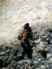 Camponotus sayi