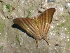 Marpesia livius
