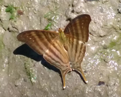 Marpesia livius