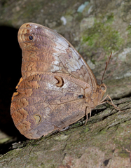 Selenophanes cassiope