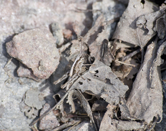 Glyptobothrus