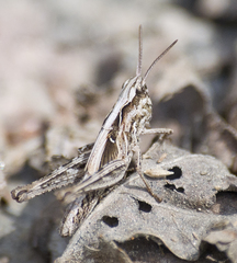 Glyptobothrus