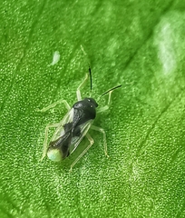 Ernestinus siamensis