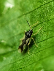 Ernestinus siamensis