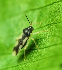 Ernestinus siamensis