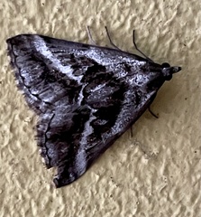 Dichromodes stilbiata