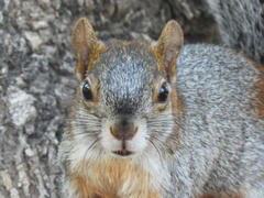 Sciurus aureogaster