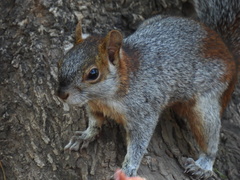 Sciurus aureogaster