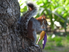 Sciurus aureogaster