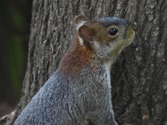 Sciurus aureogaster