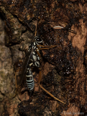 Cryptanura septentrionalis